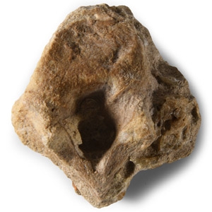 Natural History - Fossil Deltadromeus Theropod Dinosaur Vertebra