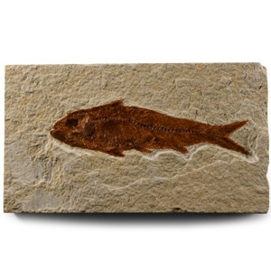 Natural History - Knightia Fossil Fish