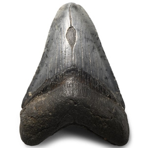 Natural History - Megalodon Giant Shark Fossil Tooth