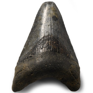 Natural History - Megalodon Giant Shark Fossil Tooth