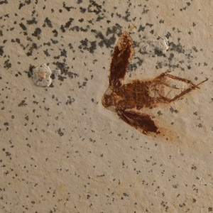 Natural History - Fossil Moss Bug Insect