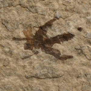 Natural History - Fossil Fly