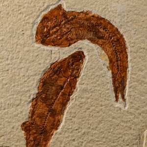 Natural History - Knightia Fossil Fish