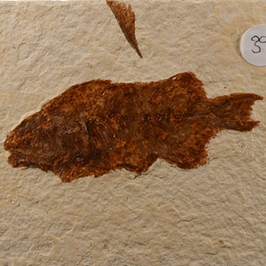 Natural History - Fossil Diplomystus Fish