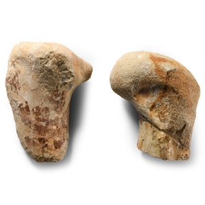 Natural History - Fossil Deltadromeus Theropod Dinosaur Leg Bone Group