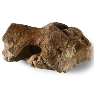 Natural History - Fossil Deltadromeus Theropod Dinosaur Vertebra