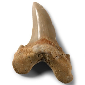 Natural History - Large Fossil Otodus Shark Tooth
