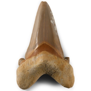 Natural History - Large Fossil Otodus Shark Tooth
