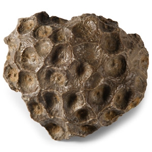 Natural History - Fossil Hexagonia Coral