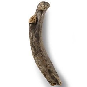 Natural History - Fossil Cave Bear Rib Bone