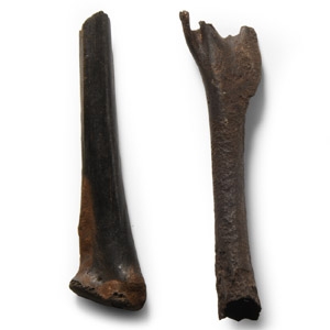 Natural History - Fossil Bird Bone Group