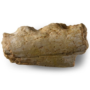 Natural History - Fossil Cretaceous Crocodile Jaw Section
