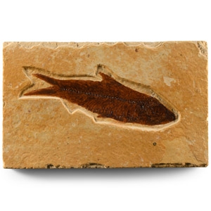 Natural History - Knightia Fossil Fish