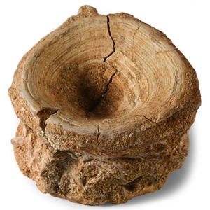 Natural History - Large Fossil Shark Vertebra