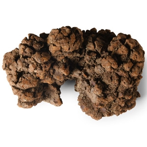 Natural History - Fossil Turtle Coprolite