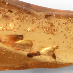 Natural History - Polished Copal with Insects