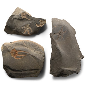 Natural History - Fossil Brittle Star Group