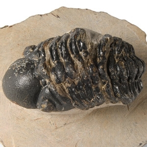 Natural History - Fossil Reedops Trilobite