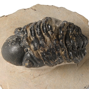 Natural History - Fossil Reedops Trilobite