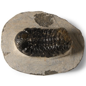 Natural History - Fossil Speculator Trilobite