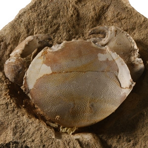 Natural History - Fossil Crab