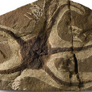 Natural History - Fossil Brittle Star