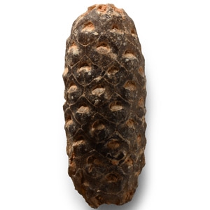 Natural History - Fossil Pine Cone