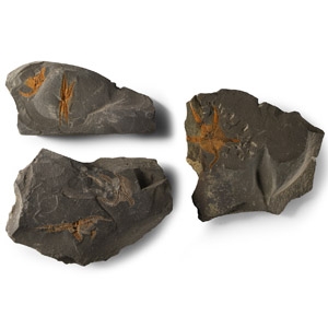 Natural History - Fossil Brittle Star Group