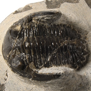 Natural History - Fossil Metcanthina Trilobite