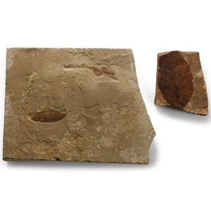 Natural History - Fossil Leaf Group