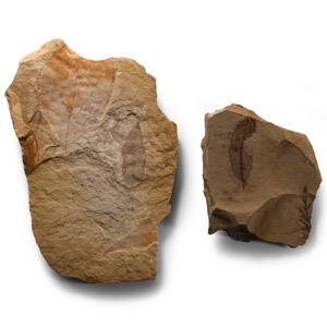 Natural History - Fossil Leaf Group
