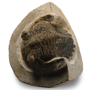 Natural History - Fossil Metcanthina Trilobite