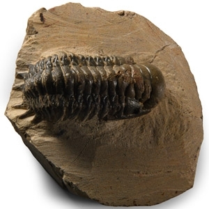 Natural History - Fossil Gibbus Trilobite