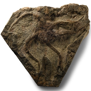 Natural History - Large Fossil Brittle Star