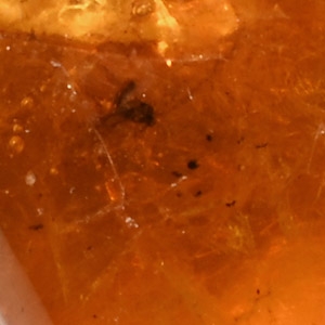 Natural History - Insects in Baltic Amber