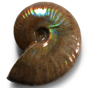 Natural History - Iridescent Rainbow Shell Ammonite
