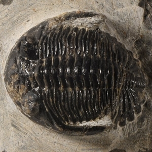 Natural History - Fossil Metcanthina Trilobite