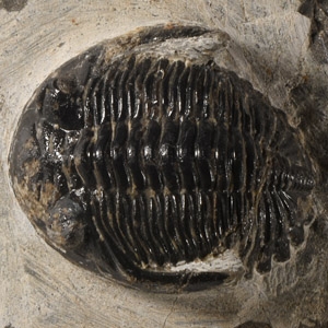 Natural History - Fossil Metcanthina Trilobite