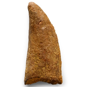 Natural History - Fossil Bahariasaurus Dinosaur Tooth