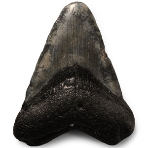 Natural History - Megalodon Giant Shark Fossil Tooth