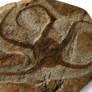 Natural History - Fossil Brittle Star