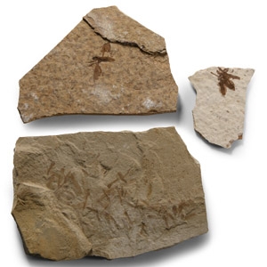 Natural History - Fossil Fly and Insect Group