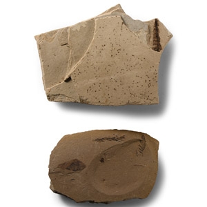 Natural History - Insects with Leaves