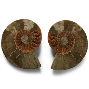Natural History - Cut and Polished Fossil Ammonite