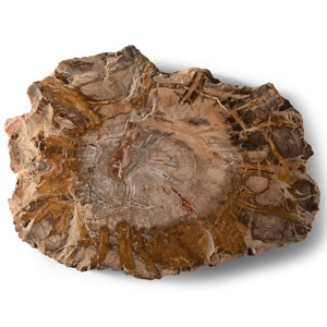 Natural History - Fossilised Wood Section