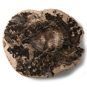 Natural History - Fossilised Wood Section