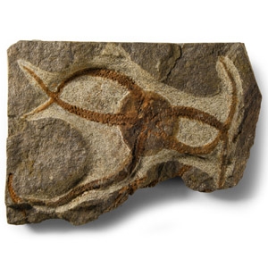 Natural History - Fossil Brittle Star