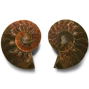 Natural History - Cut and Polished Fossil Ammonite