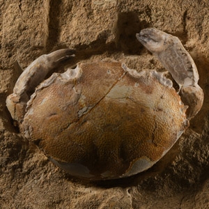 Natural History - Fossil Crab