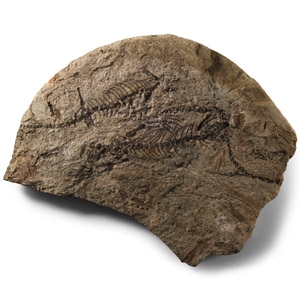 Natural History - Fossil Barasaur Reptile Skeletons